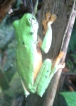 Agalychnis