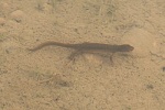 Lissotriton