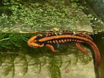 Tylototriton