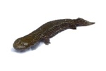 Cryptobranchus