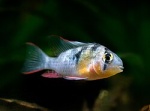 Mikrogeophagus