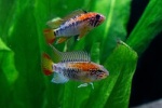Apistogramma