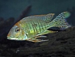 Geophagus