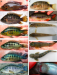 Parachromis