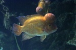 Amphilophus