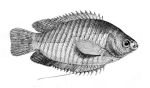 Colisa