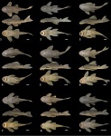 Hypostomus