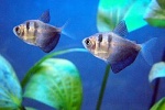 Gymnocorymbus