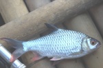 Barbonymus