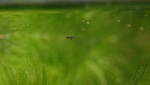 Tanichthys