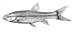 Rasbora