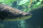 Костеязыкообразные