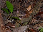 Rattus