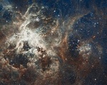 Птицееды