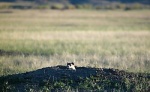 Американский хорёк
