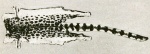 Африканский линзанг