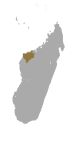 Lepilemur ahmansonorum