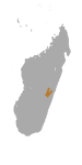 Lepilemur betsileo
