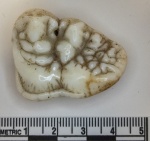 Ailuropoda fovealis