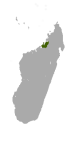 Lepilemur grewcockorum