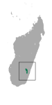 Lepilemur jamesorum