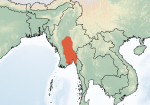 Trachypithecus popa