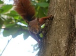 Sciurus pucheranii