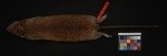 Hodomys alleni