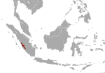 Hylomys parvus