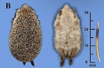 Mesechinus miodon