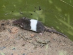 Crocidura hildegardeae