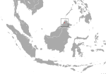 Crocidura baluensis