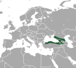 Кавказская бурозубка
