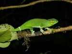 Trioceros wiedersheimi (Вид)