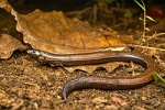 Jarujinia bipedalis