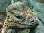 Cyclura cornuta onchiopsis