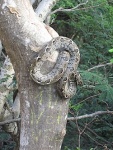 Corallus grenadensis