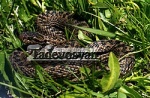 Vipera shemakhensis