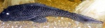 Hypostomus punctatus