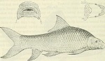 Labeo gregorii