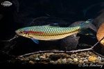 Sahyadria chalakkudiensis