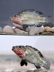 Iranocichla hormuzensis