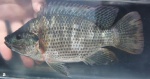 Tilapia zillii