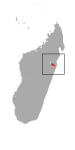 Microcebus simmonsi