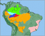 Cheracebus regulus