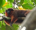 Plecturocebus caligatus