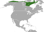 Ледниковая бурозубка