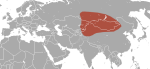 Сибирская белозубка, Crocidura sibirica (Вид)