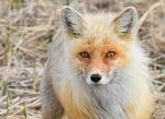 Лисица обыкновенная