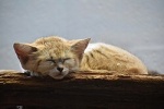 Кошка песчаная